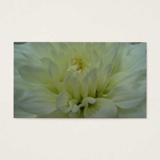 Yellow Dahlia Blume (Vorderseite)