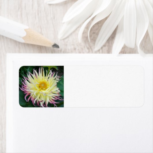 Yellow Dahlia Blume (Insitu)