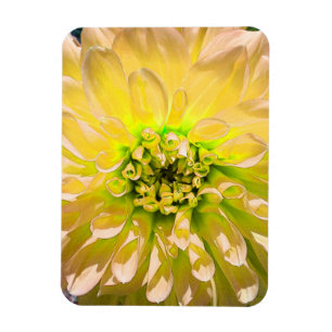 Yellow Dahlia Blume Magnet