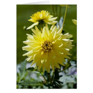 Yellow Dahlia Card