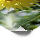 Yellow Dahlia Foto Print (Ecke)