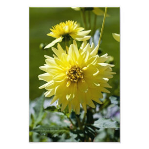 Yellow Dahlia Foto Print