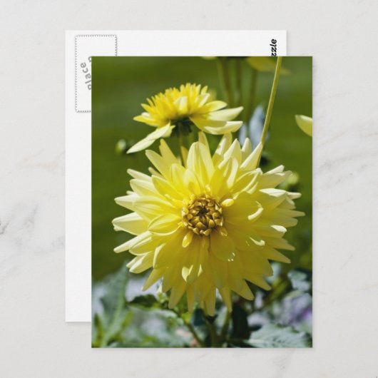 Yellow Dahlia Postcard Postkarte (Vorne/Hinten)