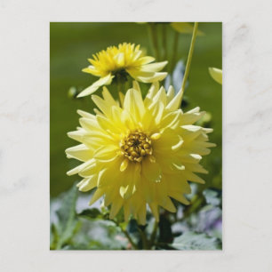 Yellow Dahlia Postcard Postkarte