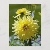 Yellow Dahlia Postcard Postkarte (Vorderseite)