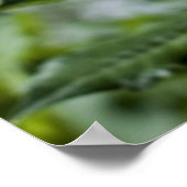 Yellow Dahlia Poster (Ecke)