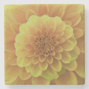 Yellow Dahlia Steinuntersetzer