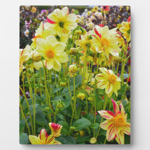 Yellow dahlias Garden Fotoplatte