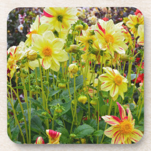 Yellow dahlias Garden Untersetzer