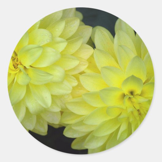 Yellow Dahlias Runder Aufkleber (Vorderseite)