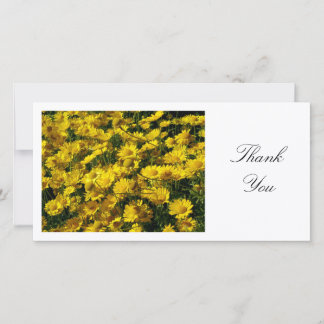 Yellow Daisies - Danke
