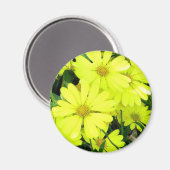 Yellow Daisies Magnet (Vorderseite/Rückseite)