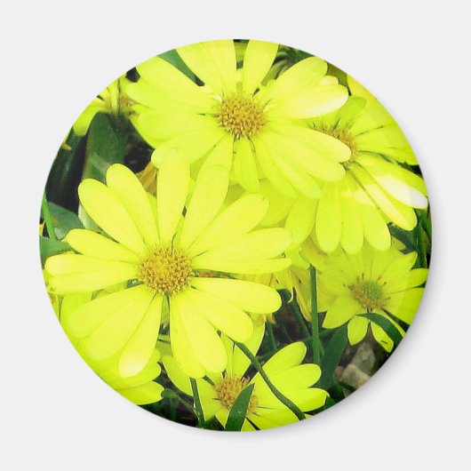 Yellow Daisies Magnet (Vorne)