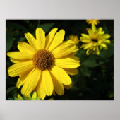 Yellow Daisies Poster (Vorne)