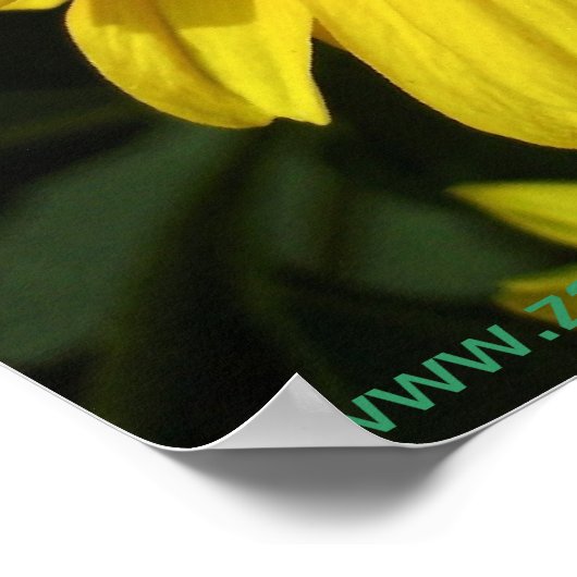 Yellow Daisies Poster (Ecke)