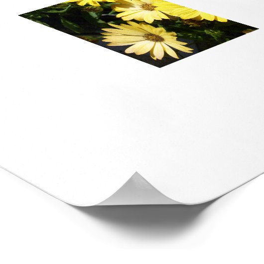 Yellow Daisies Poster (Ecke)