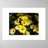 Yellow Daisies Poster (Vorne)