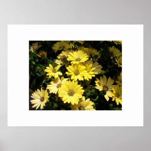 Yellow Daisies Poster (Vorne)