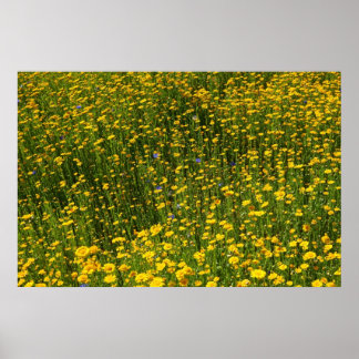 Yellow Daisies Poster
