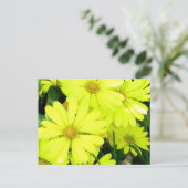 Yellow Daisies Postkarte (Stehend Vorderseite)