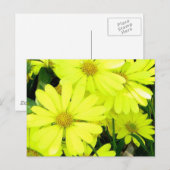 Yellow Daisies Postkarte (Vorne/Hinten)