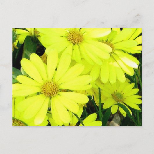 Yellow Daisies Postkarte (Vorderseite)