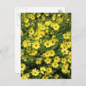Yellow Daisies Postkarte (Vorne/Hinten)