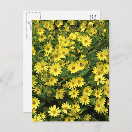 Yellow Daisies Postkarte (Vorne/Hinten)