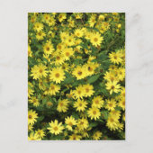 Yellow Daisies Postkarte (Vorderseite)