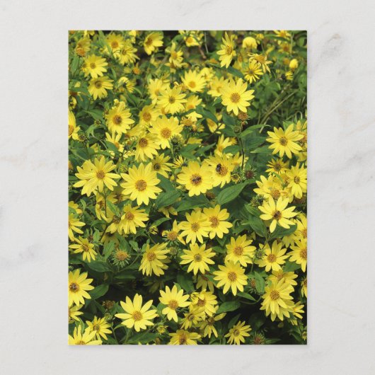 Yellow Daisies Postkarte (Vorderseite)