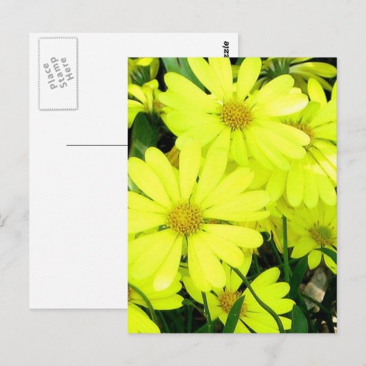 Yellow Daisies Postkarte (Vorne/Hinten)