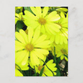 Yellow Daisies Postkarte (Vorderseite)