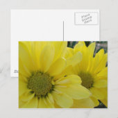 Yellow Daisies Postkarte (Vorne/Hinten)
