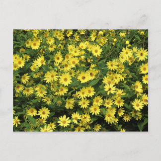 Yellow Daisies Postkarte