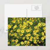 Yellow Daisies Postkarte (Vorne/Hinten)