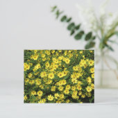 Yellow Daisies Postkarte (Stehend Vorderseite)