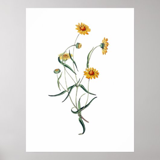 Yellow Daisy Blume Vintag Botanische Illustration Poster (Vorne)