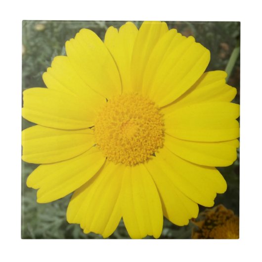 Yellow Daisy Fliese (Vorderseite)