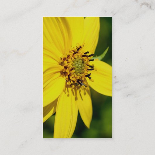 Yellow Daisy Flower Fotografy Business Card Visitenkarte (Rückseite)