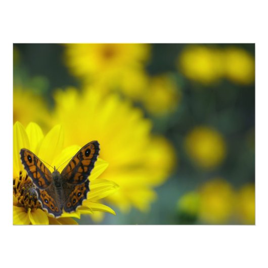 Yellow Daisy Helenium Fotodruck (Vorne)