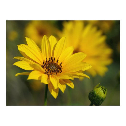 Yellow Daisy Helenium Fotodruck (Vorne)
