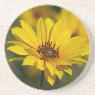 Yellow Daisy Helenium Getränkeuntersetzer