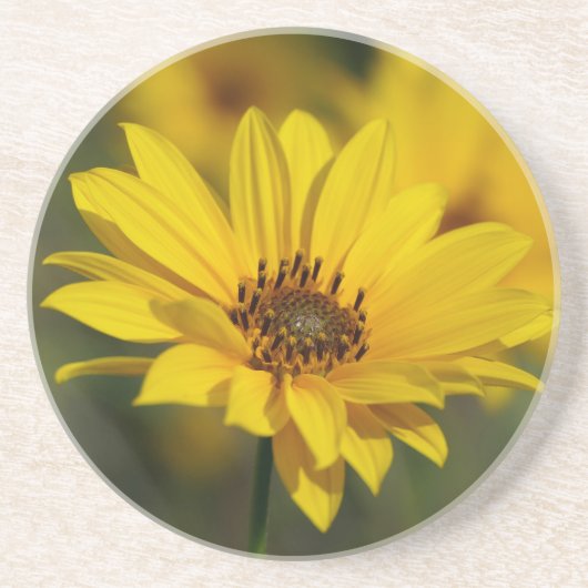 Yellow Daisy Helenium Getränkeuntersetzer (Vorne)