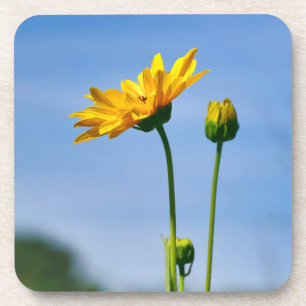 Yellow Daisy Helenium Getränkeuntersetzer