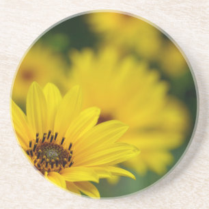 Yellow Daisy Helenium Getränkeuntersetzer