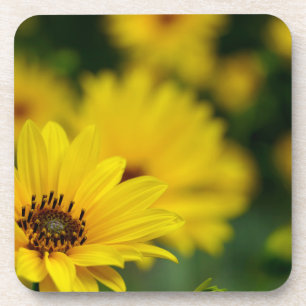 Yellow Daisy Helenium Getränkeuntersetzer
