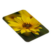 Yellow Daisy Helenium Magnet (Rechte Seite)