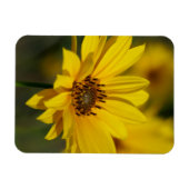 Yellow Daisy Helenium Magnet (Horizontal)