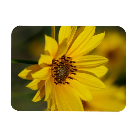 Yellow Daisy Helenium Magnet (Horizontal)