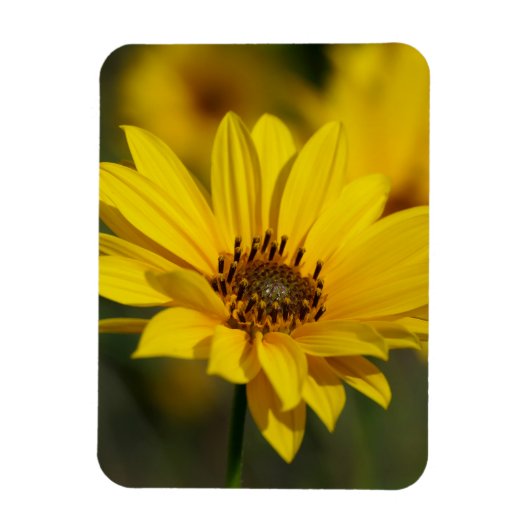 Yellow Daisy Helenium Magnet (Vertikal)